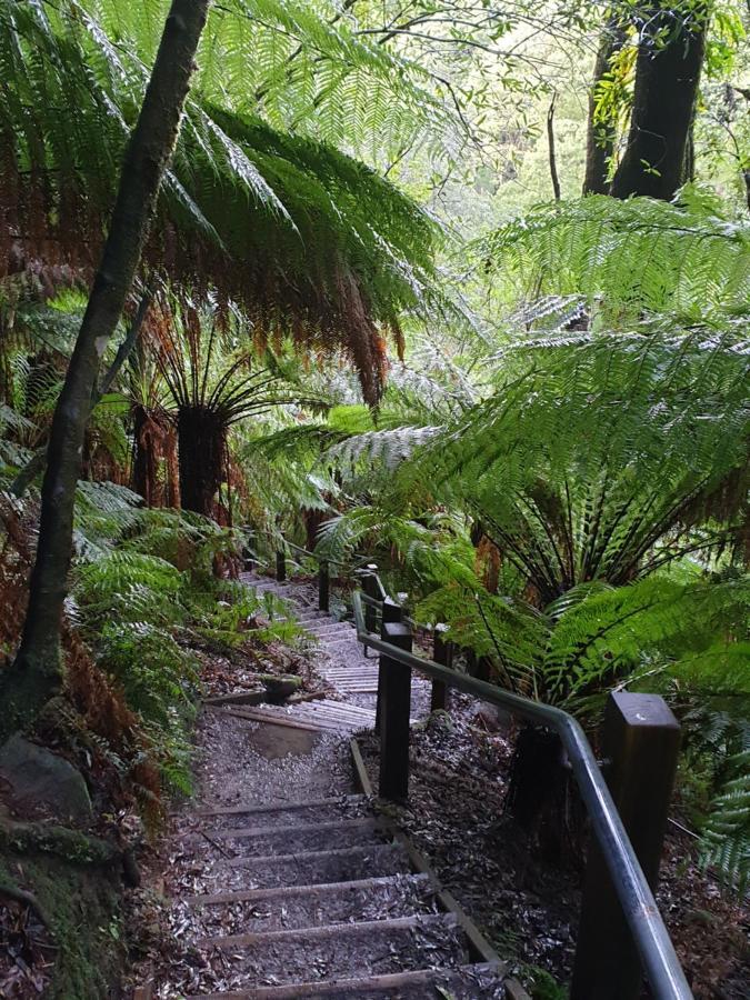 Cozy Otways Accommodation Beech Forest Exteriér fotografie